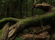 В Канаде дерево убило мужчину, пока тот фотографировал другое дерево