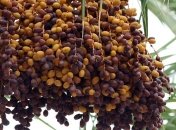 Финики прямо из Римской империи: ученые вырастили финиковую пальму из двухтысячелетних семян (Фото)