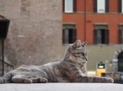 Колизей - их дом: вечные хранители города-легенды (Фото)