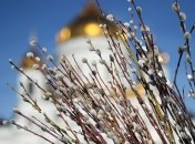 Для наших предков этот праздник имел особое значение, ведь они соблюдали древние обряды с ивовыми ветвями