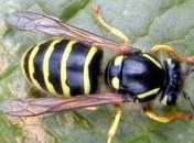 От укусов ос-убийц в Китае гибнут люди