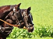 29 марта наши предки запрягали лошадей в подготовленные телеги