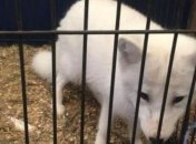 На оккупированный Донбасс пытались провезти мини-зоопарк