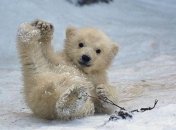 Робкий и беззащитный: новорожденный полярный мишка (Видео)