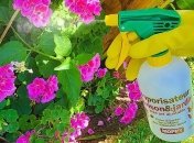 Сода - безопасный инсектицид для борьбы с этими вредителями