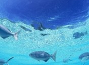 Почему рыбы зимой не замерзают? 