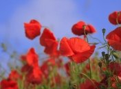 Прогноз погоды на 21 июня: Украину накроет адская жара 