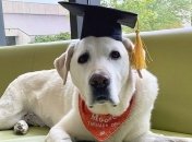 У США лабрадор отримав звання почесного доктора наук