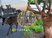 Животное поплатилось за свое доверие к людям