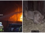 Животное недавно начало выздоравливать