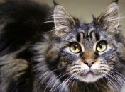 В Киеве организовали акцию "Купи кота - помоги АТО"