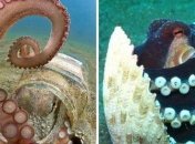 Волшебство подводного мира: красочное разнообразие осьминогов (Фото)