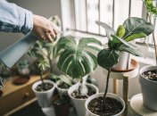 Для начала лучше выбирать неприхотливые растения — монстеры, филодендроны и т.п.