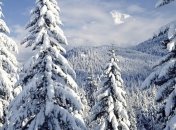 Продажа живых елей начнется 15 декабря 