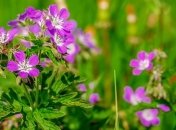 Приметы и обряды на 1 июля - Макринин день