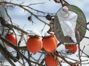 В Украине хурму надо готовить к зимовке