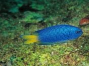 Тропічні риби повернулись в Японське море