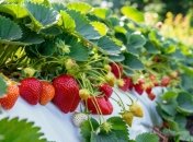 Таким грядкам позавидуют все соседи