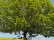 Ирландия принимает меры для сохранения лесных массивов