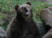 Улыбка до ушей: неловкие моменты нефотогеничности животных