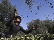 Оливки поддерживают сердце