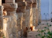 Невероятный Кипр: кошачий монастырь Святого Николая (Фото)