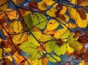 Начинаем утепляться: прогноз погоды на завтра