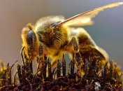 В Америке стали массово вымирать пчелы 