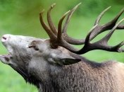 В Техасе браконьеры за 3 месяца убили 68 оленей и много других животнных