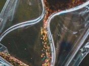 Знаменательные события в истории: 10 февраля 2017 года