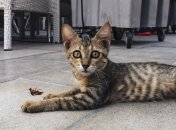 Избавиться от тараканов легко