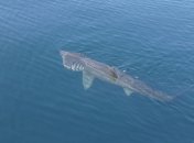 Гигантская акула