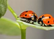 На 25% меньше: количество насекомых на Земле значительно снизилось