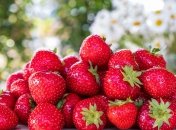 Ремонтантная клубника будет плодоносить бесконечно