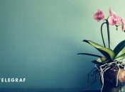 Іноді у власників орхідей виникає проблема, коли коріння рослини вилазить з горщика (зображення створено за допомогою ШІ)