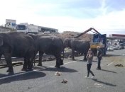 В Испании слоны попали в ДТП: один погиб