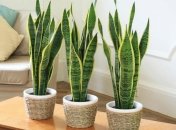 Тещин язык – одно из растений, которое советуют высаживать там, где может завестись грибок