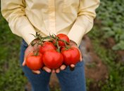 Який сорт помідорів стійкий до хвороб