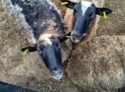Гибель овец в Черноморске: в Украине ужесточили требования к перевозке животных