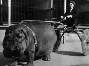 25 фотографий, которые расскажут больше, чем учебники по истории