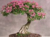 Замечательные деревья бонсай, которые впишутся в любой интерьер (Фото)