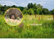 Животное живет на целинных участках