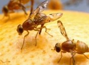 Фитосанитарная инспекция предотвратила ввоз в Украину опасного груза