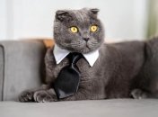 Каким знакам Зодиака будет сопутствовать успех в бизнесе в ноябре 2022 года