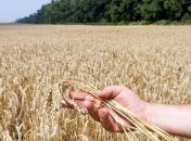 В Украине уже намолотили почти 2 млн тонн зерна нового урожая