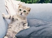 Поющие, игривые и храпящие: 11 самых смешных котиков этой недели на видео и в мемах