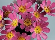 Необычные цветы к 8 марта своими руками