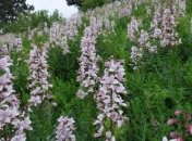 В Медоборах массово расцвела неопалимая купина (Фото)