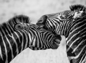 DeepPoseKit: создан новый метод на основе ИИ, который поможет исследовать животных