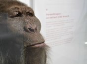 Ученые выяснили, как воспринимали звуки древние предки человека 